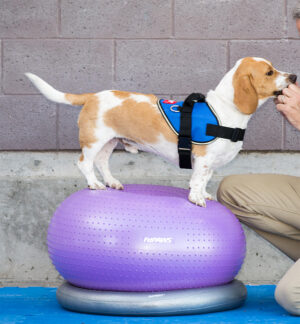 FitPAWS® Circular Product Holder - Image 4