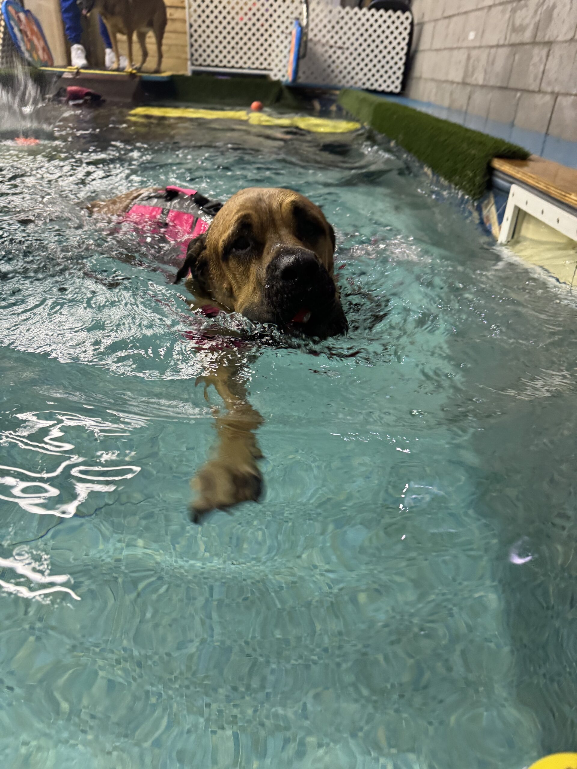 Indoor Dog Pool | All About Dogs