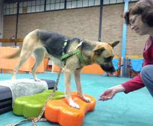 FitPAWS® K9FITbone™ - Image 7