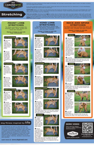 CanineGym® Gear K9FITbed™ - Image 2