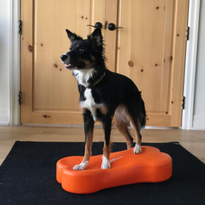 FitPAWS® K9FITbone™ - Image 8