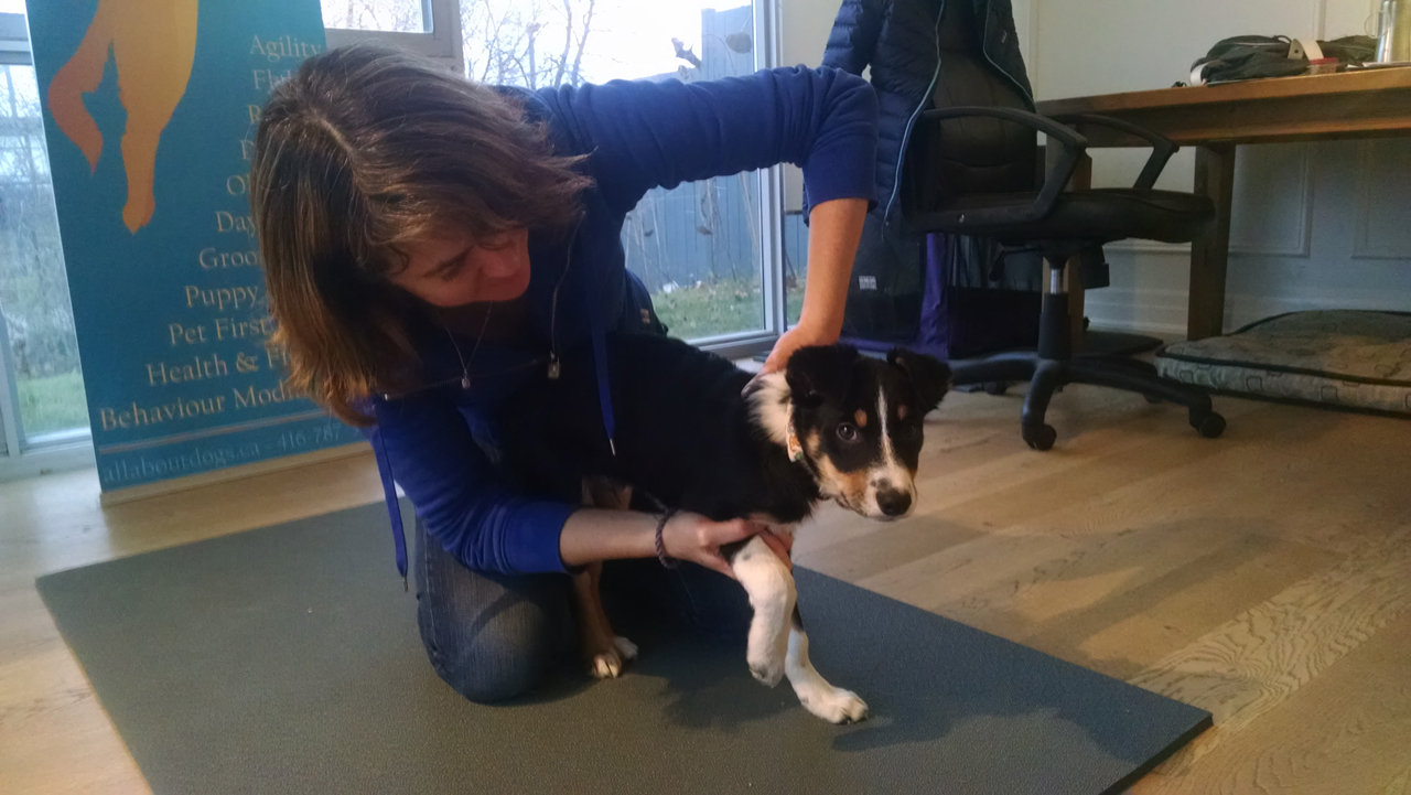 Canine Chiropractic All About Dogs