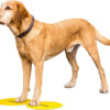 FitPAWS® Targets - Image 2