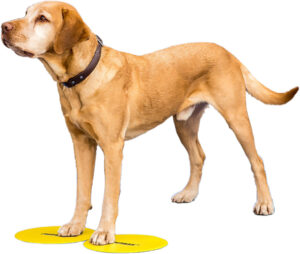 FitPAWS® Targets - Image 2